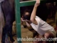 Bald gay getting his mouth filled with horse orgasm after intense sex